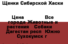 Щенки Сибирской Хаски › Цена ­ 20 000 - Все города Животные и растения » Собаки   . Дагестан респ.,Южно-Сухокумск г.